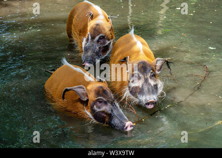 Red river hog, Potamochoerus porcus, also known as the bush pig. Stock Photo