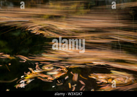 Pitlochry; Leaves in the River Tummel; Scotland; UK Stock Photo