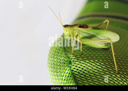 Side close up picture of a locust sitting on a green synthetic back of a garden chair Stock Photo