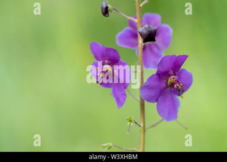 Purple Mullein; Verbascum phoeniceum; Flower; Hungary Stock Photo