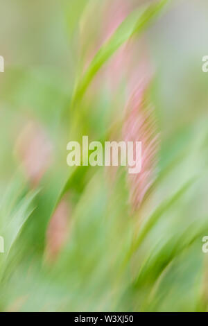 Smartweed blurred by the wind and camera movement to form a painterly image. Stock Photo