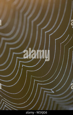 Spider's Web; in Dew; Cornwall; UK Stock Photo