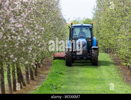 Tractor in cider apple orchard Herefordshire Stock Photo