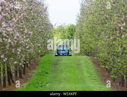 Tractor in cider apple orchard Herefordshire Stock Photo