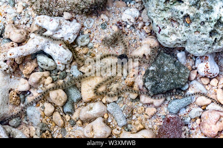 Ophionereis reticulata (reticulated brittle star). Close-up photograph taken underwater of Brittle Star while in locomotion in natural habitat. Stock Photo