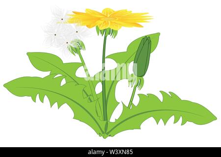 Plant dandelion on white background is insulated Stock Vector