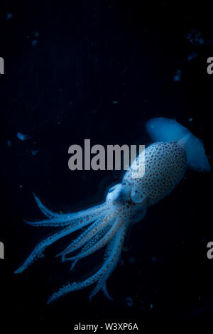 Sample collected by marine biologists aboard oceanographic research cruise in the south Atlantic Ocean. Stock Photo