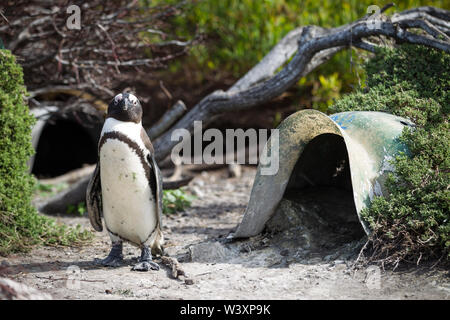 Stony Point is one of few thriving mainland colonies for endangered African penguin, Spheniscus demersus, Betty's Bay, Western Cape, South Africa. Art Stock Photo