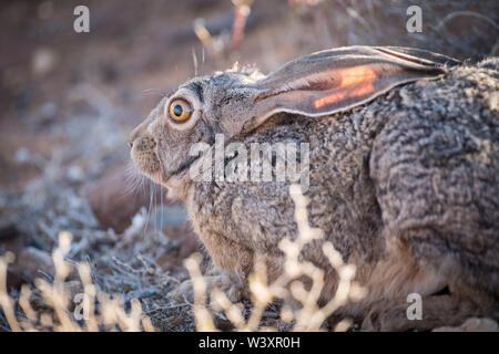 A Cape hare, Lepus capensis, stays frozen in its form, a shallow depression where it rests during the day, Tankwa Karoo National Park, South Africa Stock Photo