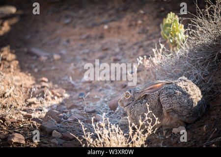 A Cape hare, Lepus capensis, stays frozen in its form, a shallow depression where it rests during the day, Tankwa Karoo National Park, South Africa Stock Photo