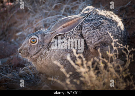 A Cape hare, Lepus capensis, stays frozen in its form, a shallow depression where it rests during the day, Tankwa Karoo National Park, South Africa Stock Photo