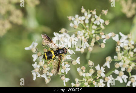 Two-band wasp hoverfly (Chrysotoxum bicinctum) feeding on a flower Stock Photo