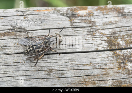 A resting large Horsefly (Tabanus sp) Stock Photo
