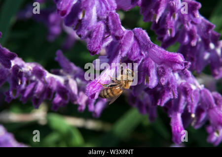 Sydney Australia, bee perched on a stem of Purple Velvet Mexican Sage Stock Photo