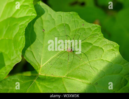 Opiliones or harvestmen spider in green leaf. Stock Photo