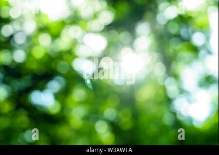 Natural green bokeh abstract background. Stock Photo