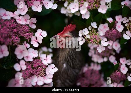 Free-running grey Domestic Chicken (Gallus gallus domesticus), greener, female, between pink hydrangea, animal portrait, Austria Stock Photo