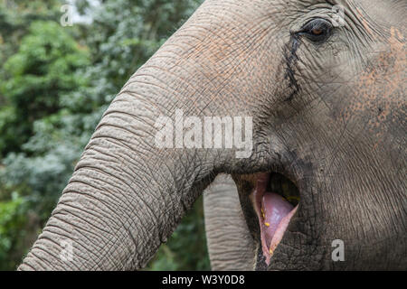 Open-mouthed elephant in Mae Wang, Chiang Mai, Thailand.