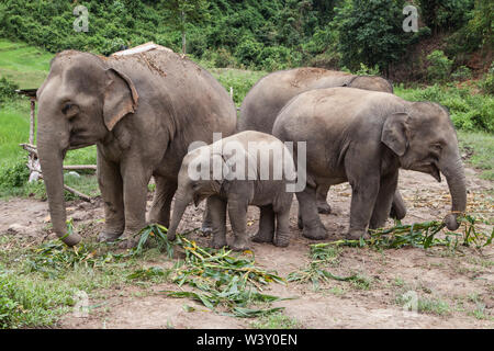 Herd of asian elephants eating bamboo in Mae Wang, Chiang Mai, Thailand. Stock Photo