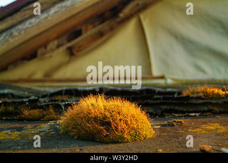 moss on the roof of a country house , Russia Stock Photo