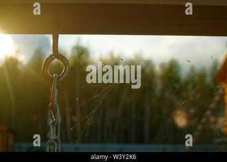 cobwebs on the plant in a pot in the evening , Russia Stock Photo