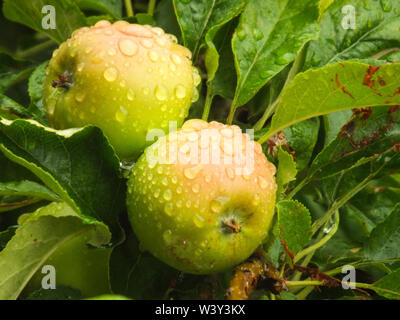 Rain drops on green apples Stock Photo