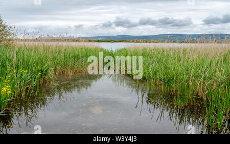 Reed beds bordering Kenfig Pool at Kenfig Pool and Dunes National Nature Reserve on the coast of South Wales UK Stock Photo
