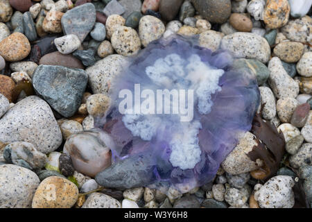 A Moon jellyfish washed up onto the beach on the Isle of Arran, Scotland