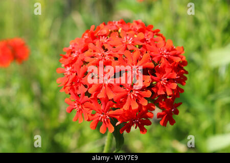 A bunch of red flowers Lychnis closeup. Decorative flowers. Stock Photo