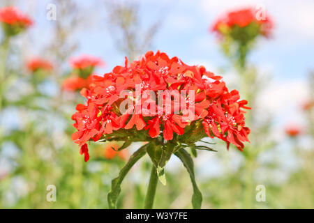 A bunch of red flowers Lychnis closeup. Decorative flowers. Stock Photo