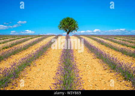 Lavender fields in Provence in height of bloom in early July as the harvest begins on the Plateau de Valensole, Provence-Alpes-Cote d'Azur, France Stock Photo