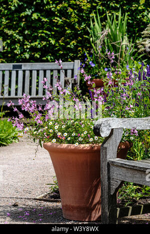 Plants, pots, and seats, in the Cottage Garden RHS Hyde Hall. Stock Photo