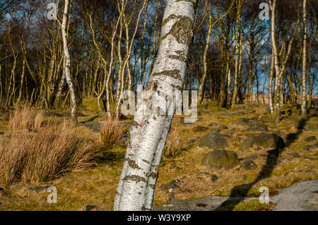 Silver Birch trees in bright sunshine at Gardom's Edge, near Baslow, Derbyshire Stock Photo