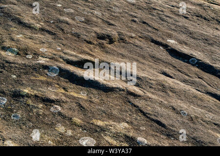 Close-up of a gritstone slab in bright sunshine with small lichen growths at Gardom's Edge, near Baslow, Derbyshire Stock Photo