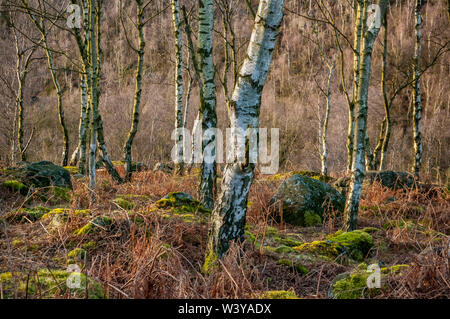 Silver Birch trees in bright sunshine at Gardom's Edge, near Baslow, Derbyshire Stock Photo