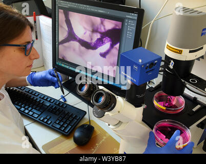 Biologist at the inverted microscope Stock Photo - Alamy