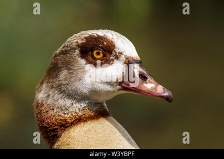 Egyptian goose, Nilgans (Alopochen aegyptiacus) Stock Photo