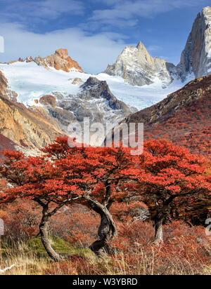 Fitz Roy mountain and beech trees near El Chalten, in the Southern Patagonia, on the border between Argentina and Chile. Los Glaciares National Park.
