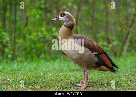 Egyptian goose, Nilgans (Alopochen aegyptiacus) Stock Photo