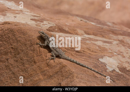 Northern Tree Lizard (Urosaurus ornatus wrighti) from Mesa County, Colorado, USA. Stock Photo