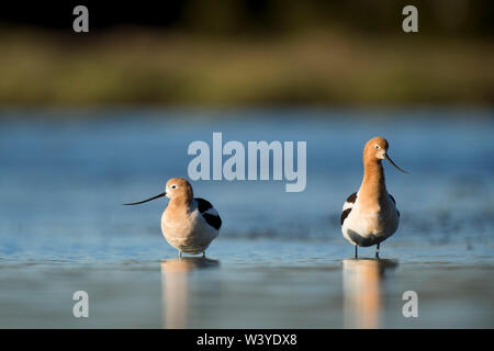 A pair of Avocets stand in the shallow water with their reflection in the early morning sunlight with bright blue water in the background. Stock Photo