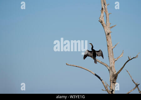 An Anhinga perched in a dead tree with its wings spread as it dries in the bright sun with a blue sky background. Stock Photo