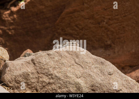 Northern Tree Lizard (Urosaurus ornatus wrighti) from Mesa County, Colorado, USA. Stock Photo