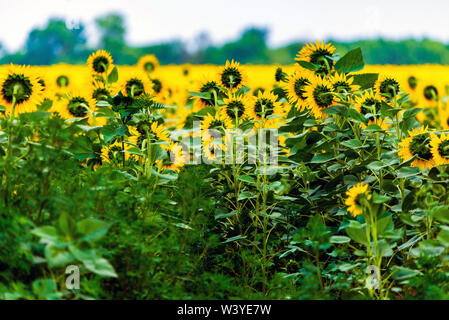 Wonderful panoramic view field of sunflowers by summertime. Stock Photo