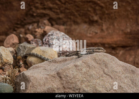 Northern Tree Lizard (Urosaurus ornatus wrighti) from Mesa County, Colorado, USA. Stock Photo