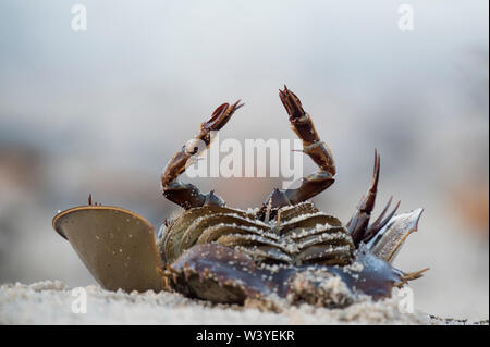 A dead horseshoe crab lays upside-down on the light sand beach. Stock Photo