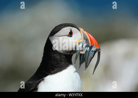 Atlantic Puffin (Fratercula arctica) with a beakful of sand eels. These endearing little birds come back to the Farne Islands UK every year to breed. Stock Photo