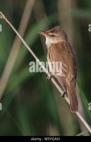 Great reed warbler, Drosselrohrsänger (Acrocephalus arundinaceus) Stock Photo