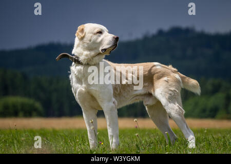 Central Asian Shepherd dog standing on a meadow Stock Photo