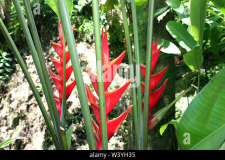 Three Red Iris Heliconia displaying red bracts in a rainforest in Hawaii, USA Stock Photo